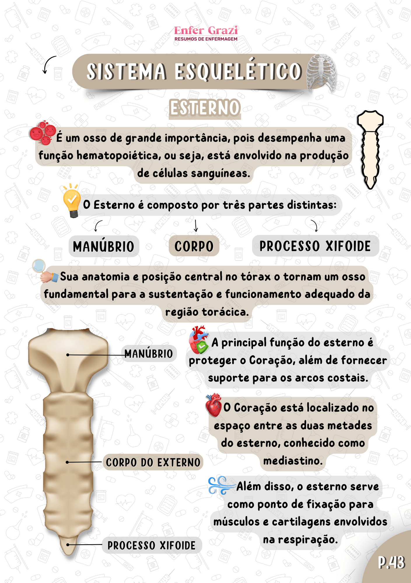 Apostila-de-Anatomia-Humana-PARTE-1-1.png