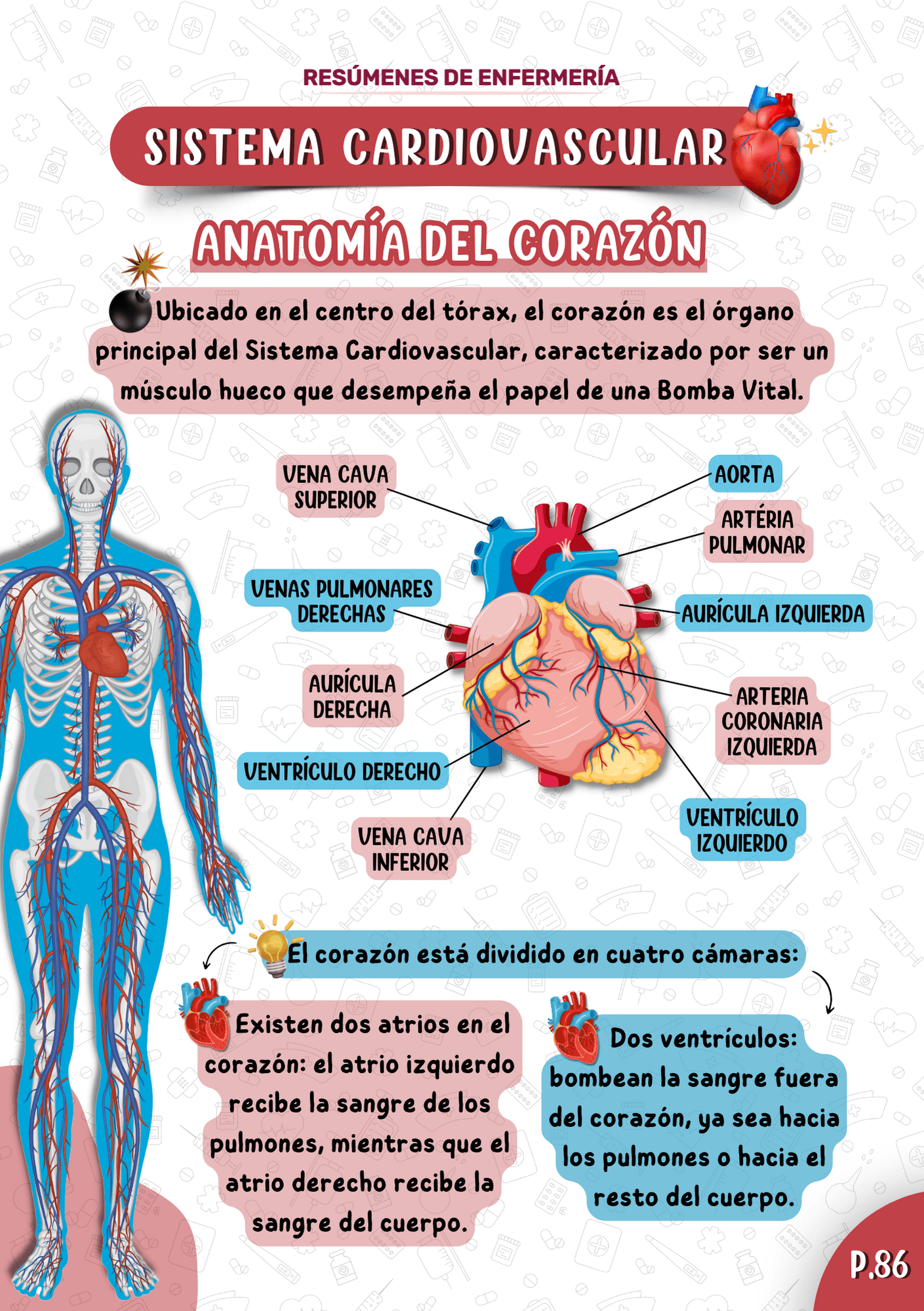 Espanhol-Anatomia-PT1-2-1.png