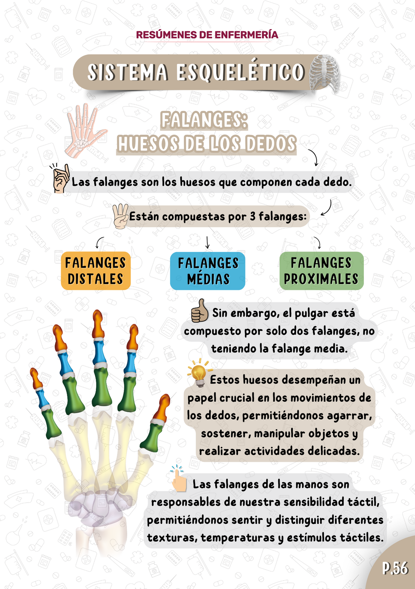 Espanhol-Anatomia-PT1-3.png